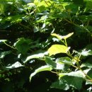 자연그리 이미지