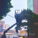 소나무 | 대구 경북 소나무 수목 전정 전지 조경 방재작업 후기