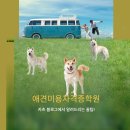 몽슈 펫그루밍샵 | 애견미용자격증학원 선택시 필요한 체크리스트를 알아보자~!