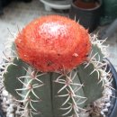 수입한 &#34;마탄자누스(MELOCACTUS MATANZANUS ) 이미지