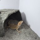 폴라이트 렙타일(polite_reptile) | [파츄일기]비어디 드래곤 키우는 집, 폴라이트렙타일탈취배변모래로 바닥재 바꿔본 후기!