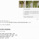 세종 화원에서 데려온 무늬보스턴고사리(Variegated Boston Fern) 키우는 방법, 잎 끝 타는 이유부터 물...
