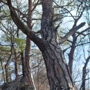 「아직도 용(龍)을 못 보았는가?」3월 31일 일요일, 용봉산에서 시산제 행사가 있다. 영험한 용은 나무의 세계에도 종종 나타난다. 이미지