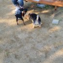 슈르+ 동물병원 이미지