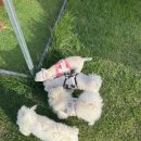 수그루밍 이미지