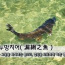 누망지어(漏網之魚);그물을 빠져나간 물고기,(법망을 교묘하게 피한 범인) 이미지