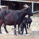 팔공사슴농장 이미지