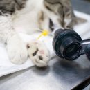 조이동물의료센터 이미지