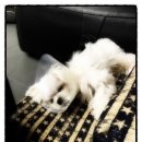 동탄중앙동물병원 이미지