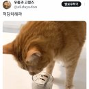 미숫가루 냄새 맡은 고양이.gif 이미지