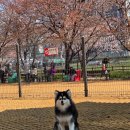 🐶서울 강아지랑 가기 좋은 공원🌿 살곶이공원 반려견 놀이터 + 피크닉 후기