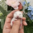 패러그린샵 명지점 이미지