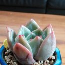 코끼리다육 이미지