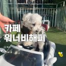 워너비 | 한강뷰 보면서 함께 즐기는 남양주애견동반카페 카페 워너비해피 후기