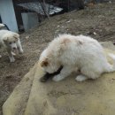 토끼사냥