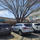 충남공주/동학사/벚꽃 드라이브/못난이 찹쌀 꽈배기/촌 집/스타벅스 공주 동학사 D.T/