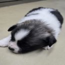 신림카정비공업사 이미지