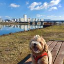 댕댕이 이발소 | 울산 반려견 미용, 댕댕이 이발소 솔직 후기