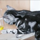 옳치 올치 이미지