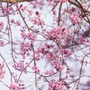산유화 이미지