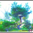 노송농원 이미지