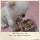 🐾 쪼꼬미의 소화기 &amp; 피부 건강을 위한 유한양행 레시피V 급여 후기, 수의사가 직접 설계한 강아지...
