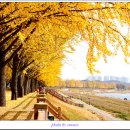 곡교천 은행나무길 이미지