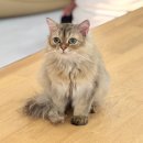 숙골로 | 인천 고양이 카페 | 넓고 고양이 많은 인천 부타캣 솔직 후기🐈🐈‍⬛