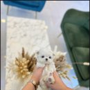 데려가개 | 24시간 언제든 가능한 광주고양이분양 데려가개에서 만나요