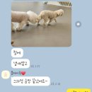 플레이독 애견유치원 이미지