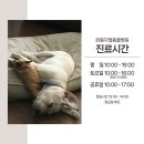 전영호 동물병원 | 울산 태화 동물병원, 강아지 자궁축농증 수술 후기