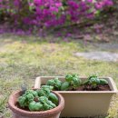 프로마 이미지
