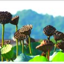 정화목장 이미지