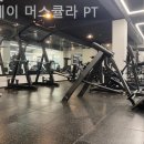 스테이 머스큘라 이미지