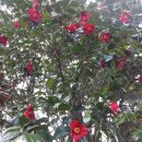 제주여자중학교 이미지