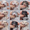 봄꽃햄스터 이미지
