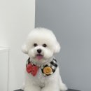 러브썸퍼피 이미지