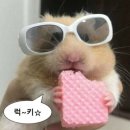 포도호텔 | [제주도 숙소]핀크스 포도 호텔 후기🧡