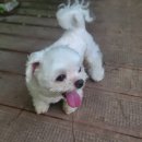 남창애견샵 복실강아지 | 혹서기 해거름 산책