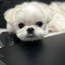 애옹애몽 이미지