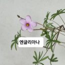 (완료)사랑초 30종 후원 이미지