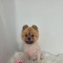 만두네 애견미용실 이미지