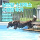 스타애견 | [파주 애견운동장/수영장 스타독스 후기]보더콜리 원반, 수영, 사진 촬영