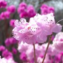 동산-2 | 부천 진달래동산 만개｜진달래축제 전, 바로 다녀온 후기(4/2)