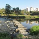 분당-262 이미지