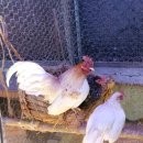 게임잉글리쉬 이미지