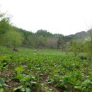 산골산나물