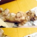 똥강쥐 이미지