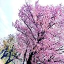 바다익스프레스