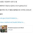 성경 출애굽기 속 독추라기 먹고 쥬근 이야기 이미지